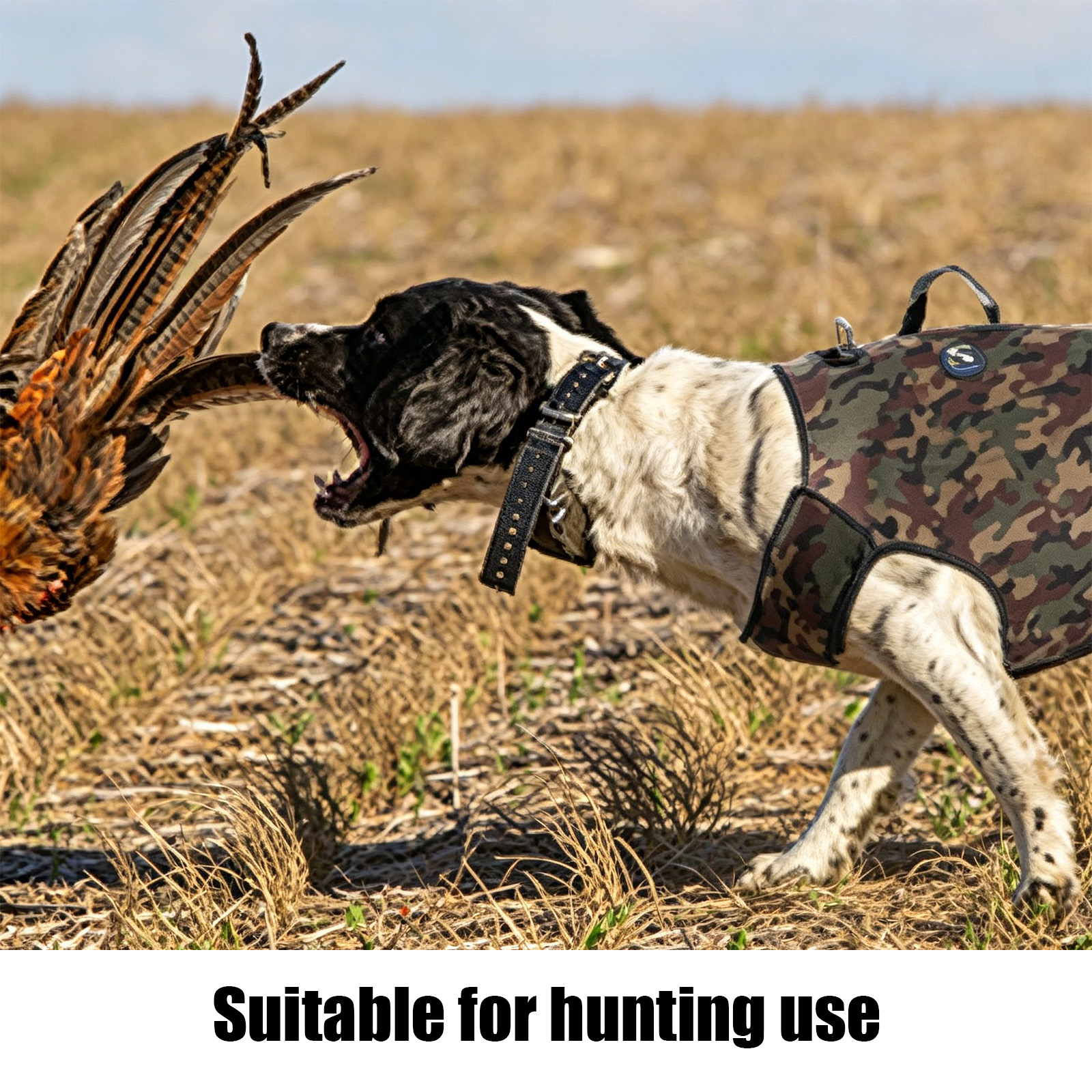 Camouflage Hunting Dog Clothes - đánh giá và giá Outdoor Hunting Dogs